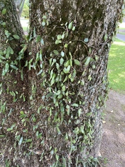 Pyrrosia eleagnifolia