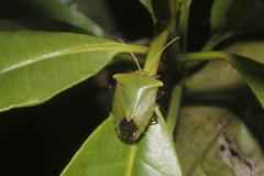 Edessa olivacea