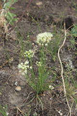 Allium flavescens