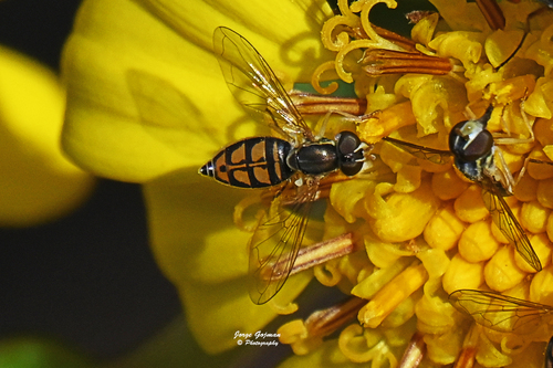 Unknown species found near The Landings, Skidaway Island, GA 31411, USA 