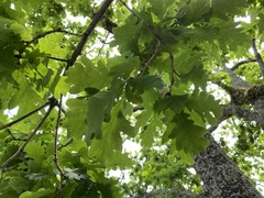 Quercus robur