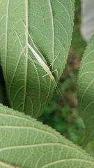 Oecanthus leptogrammus