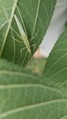 Oecanthus leptogrammus