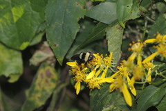 Bombus medius