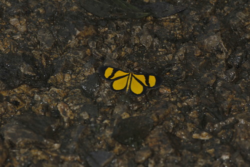 Smicropus laeta
