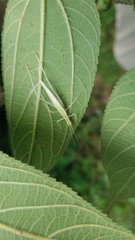 Oecanthus leptogrammus