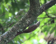 Lepidocolaptes souleyetii