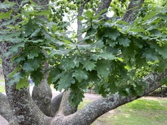 Quercus robur