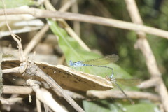 Argia rhoadsi