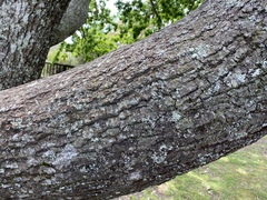 Quercus robur