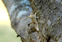 Akanthomyces aculeatus