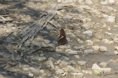 Siproeta epaphus epaphus