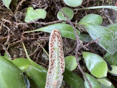 Pyrrosia eleagnifolia