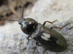 Selatosomus coreanus