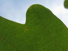Quercus dentata