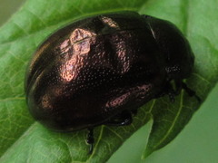 Chrysolina aurichalcea