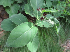 Vincetoxicum atratum