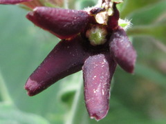 Vincetoxicum atratum