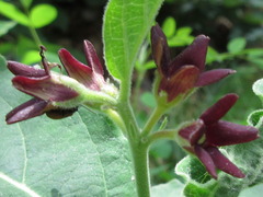 Vincetoxicum atratum