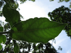 Vincetoxicum atratum