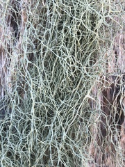 Ramalina usnea