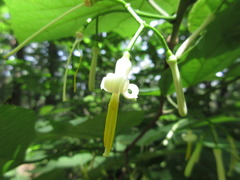Alangium platanifolium