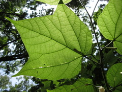 Alangium platanifolium