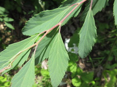Spiraea cantoniensis