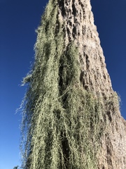 Ramalina usnea
