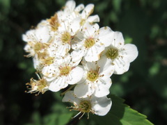 Spiraea cantoniensis