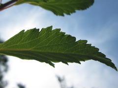 Spiraea cantoniensis