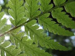 Athyrium yokoscense