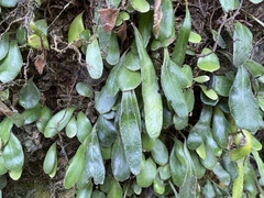 Pyrrosia eleagnifolia