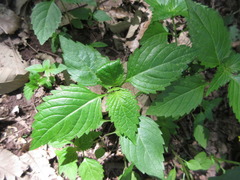 Elsholtzia splendens