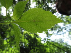 Elsholtzia splendens