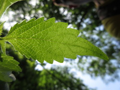 Elsholtzia splendens