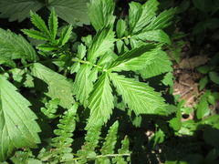Agrimonia pilosa