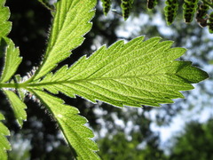 Agrimonia pilosa