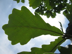 Quercus dentata