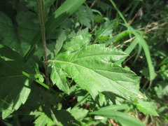 Artemisia stolonifera