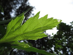 Artemisia stolonifera