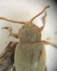 Lycoperdina ferruginea