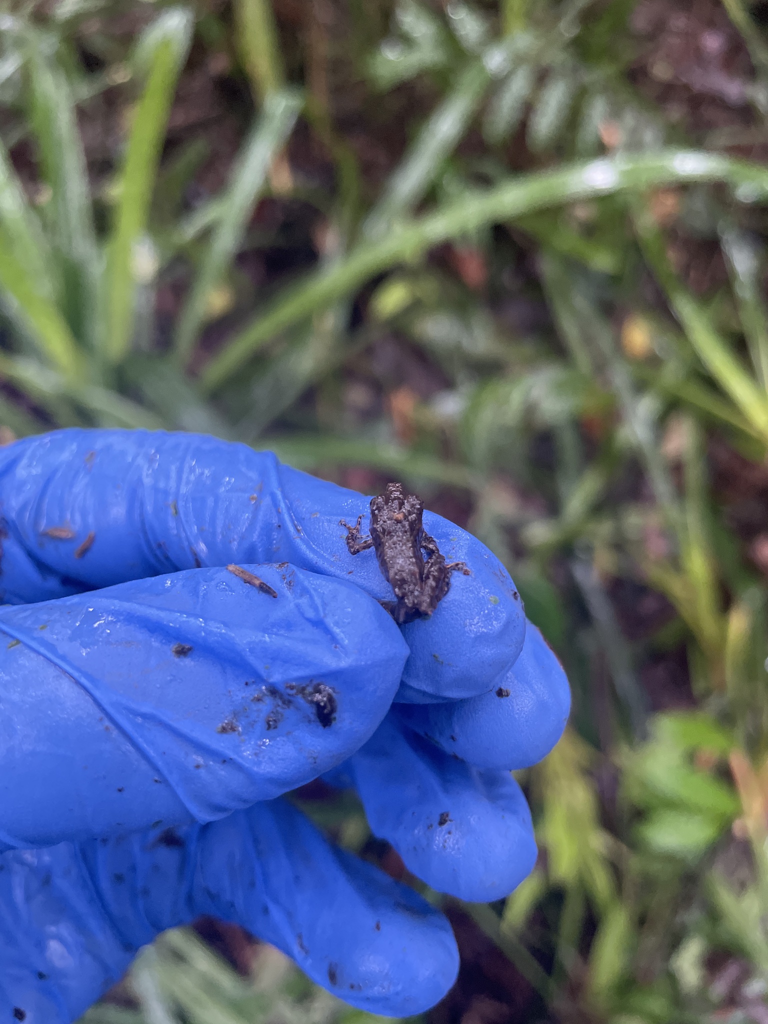 Hidden Robber Frog photo 7
