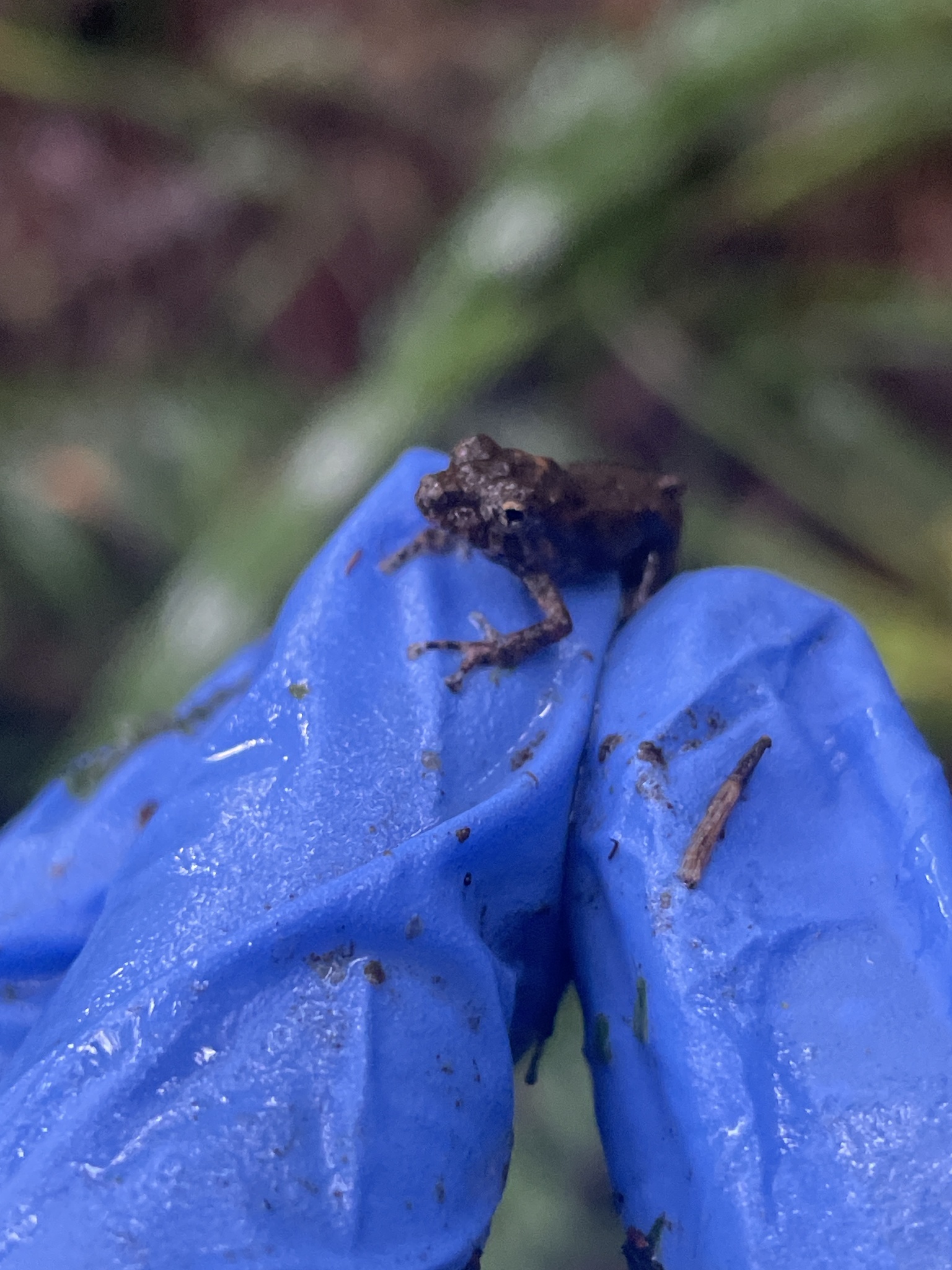 Hidden Robber Frog photo 8