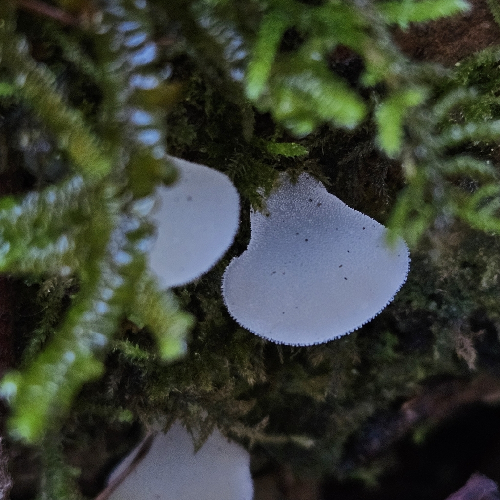 Pseudohydnum gelatinosum · November 2025 · photo: © tser (iNaturalist, cc-by)