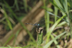 Dythemis nigra