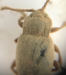 Lycoperdina ferruginea
