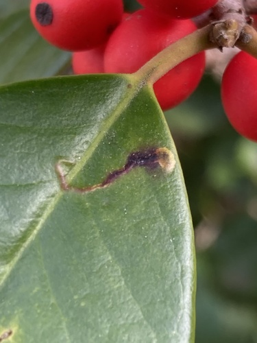 Unknown species found near Jones Mill Rd, Chevy Chase, MD, US