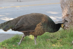 Pavo cristatus × muticus