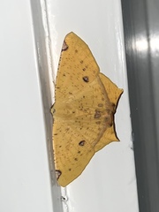 Nepheloleuca illiturata